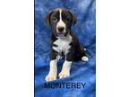 Adopt Monterey a Plott Hound, Mixed Breed