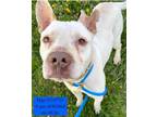 Adopt Major P4P a Pit Bull Terrier, Hound