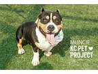 Adopt Muncie a Pit Bull Terrier, Mixed Breed