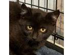 Adopt Ghost (C000-336) - Chino Hills Location a Domestic Short Hair
