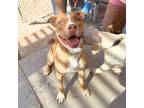 Adopt Dexter* a Pit Bull Terrier, Mixed Breed