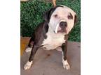 Adopt 56133244 a Pit Bull Terrier, Mixed Breed