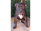 Adopt Gerald* a Pit Bull Terrier, Mixed Breed