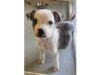 Adopt Rolex #5811 a Pit Bull Terrier