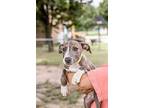 Penelope, American Pit Bull Terrier For Adoption In Warr Acres, Oklahoma