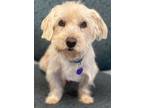Terry, Terrier (unknown Type, Small) For Adoption In Lake Forest, California