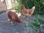 A Beautiful Brood, Chicken For Adoption In Jacksonville, Oregon