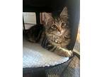 Pumpkin - Offered By Owner - Maine Coon Mix, Domestic Mediumhair For Adoption In