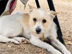 Ernie, Cairn Terrier For Adoption In Seal Beach, California