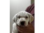 Tulip3, American Staffordshire Terrier For Adoption In Bennett, Colorado