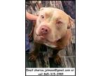 Grimmy, American Pit Bull Terrier For Adoption In Oak Ridge, Tennessee