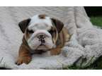 Compassionate English Bulldog Pups Available for sale