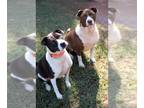 Borador DOG FOR ADOPTION RGADN-1091599 - Oreo Cookie & Henny Penny - Border