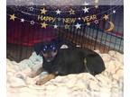 Miniature Pinscher Mix DOG FOR ADOPTION RGADN-1092339 - Shadow Dancer -