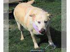 Labrador Retriever-Retriever Mix DOG FOR ADOPTION RGADN-1092569 - Suzy -