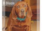 Redbone Coonhound DOG FOR ADOPTION RGADN-1093004 - Blaze - Redbone Coonhound