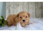 Maltipoo Puppy for sale in Kirksville, MO, USA