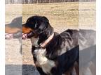 Bernese Mountain Dog PUPPY FOR SALE ADN-799963 - 2 yr old AKC female w breeding