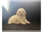Maltipoo PUPPY FOR SALE ADN-799968 - Maltipoo Available NOW