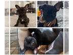 French Bulldog PUPPY FOR SALE ADN-799994 - French Bulldog