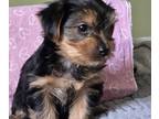 Yorkshire Terrier PUPPY FOR SALE ADN-800089 - Yorkie puppies for sale