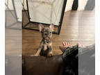 French Bulldog PUPPY FOR SALE ADN-800094 - Female Frenchie for sale DFW