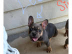 French Bulldog PUPPY FOR SALE ADN-800100 - Male Frenchie for sale DFW