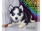 Siberian Husky PUPPY FOR SALE ADN-800167 - Siberian Husky Boy