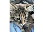 No Name Yet - Female 12 Weeks Old, Maine Coon For Adoption In Franklin