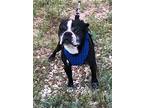Frankie, Boston Terrier For Adoption In Plano, Texas