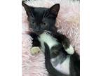 Polliwog, Domestic Shorthair For Adoption In Athens, Tennessee