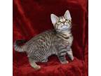Trouble, Domestic Shorthair For Adoption In Searcy, Arkansas