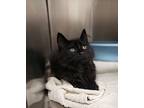 Kitten: Felix, Domestic Longhair For Adoption In Alpharetta, Georgia