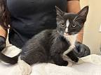 Pablo Picasso, Domestic Shorthair For Adoption In Oceanside, California