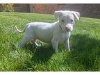 Diamond, American Staffordshire Terrier For Adoption In Sedalia, Colorado