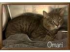 Omari, Domestic Shorthair For Adoption In Holly Springs, Georgia
