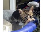 Dory Kitten, Domestic Shorthair For Adoption In Rockaway, New Jersey