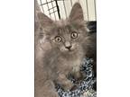Kayla, Domestic Mediumhair For Adoption In Fort Collins, Colorado
