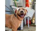 Wiggle Butt, American Pit Bull Terrier For Adoption In Oakland, California