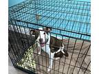 Shira, American Pit Bull Terrier For Adoption In Sunrise, Florida
