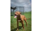 Magnum, Terrier (unknown Type, Medium) For Adoption In Abbeville, Louisiana