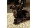 Oogie Boogie, Domestic Longhair For Adoption In Palatine, Illinois