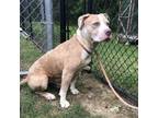 Adopt (Found) Sandy a Pit Bull Terrier