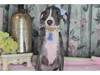 Italian Greyhound Puppy for sale in Fort Smith, AR, USA