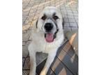 Adopt Yeti a White - with Black Great Pyrenees / Mixed dog in Birmingham