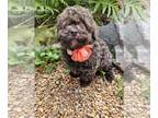 Poodle (Toy) PUPPY FOR SALE ADN-800233 - Toy Poodle