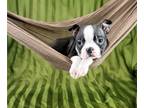 Boston Terrier PUPPY FOR SALE ADN-800286 - Alex