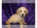 Golden Retriever PUPPY FOR SALE ADN-800347 - Golden Retriever Puppies