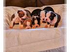 Boston Terrier PUPPY FOR SALE ADN-800388 - Boston Terriers