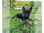 German Shepherd Dog PUPPY FOR SALE ADN-800429 - German Shepherd puppies